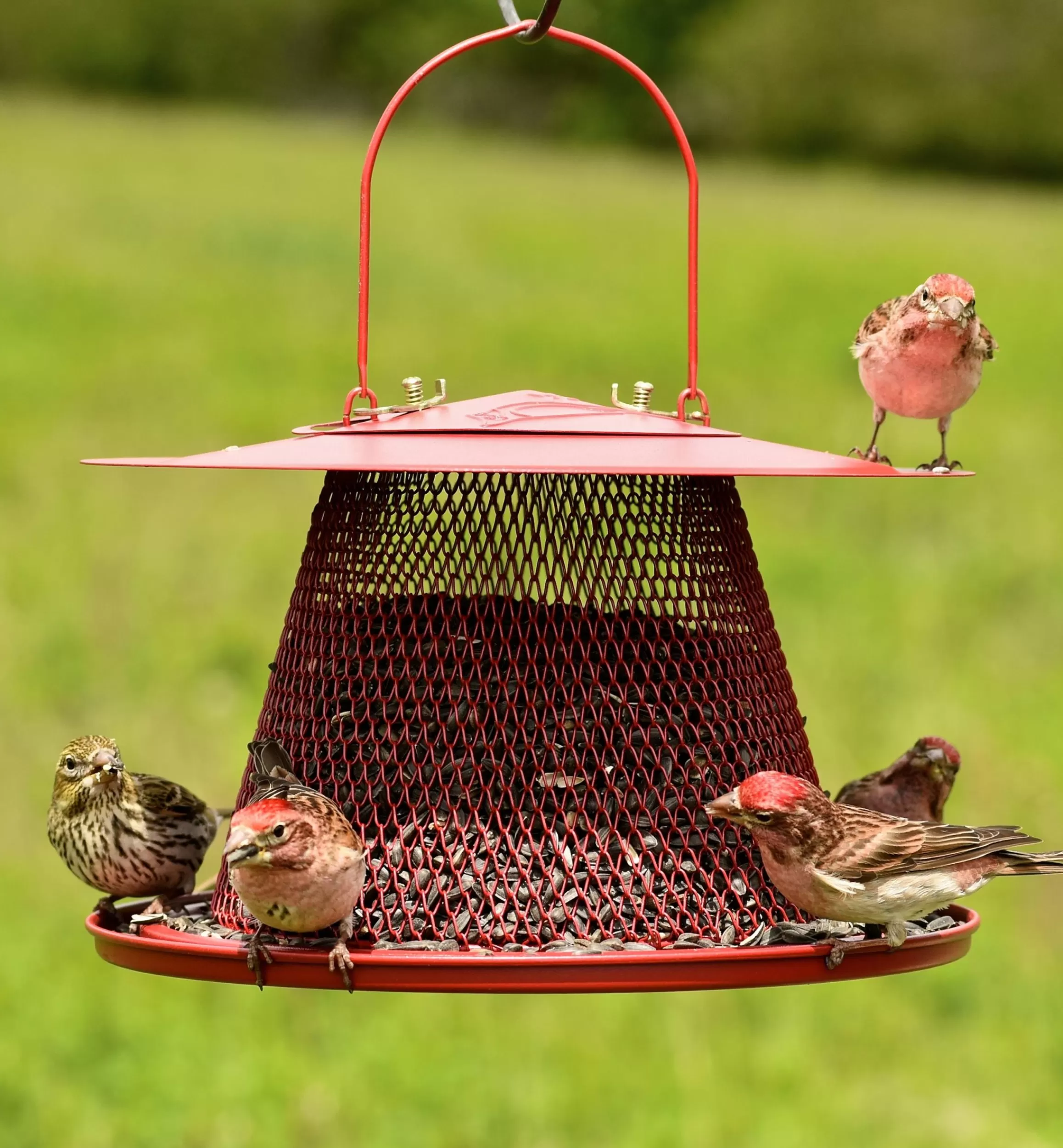 Lee Valley Collapsible Bird Feeder
