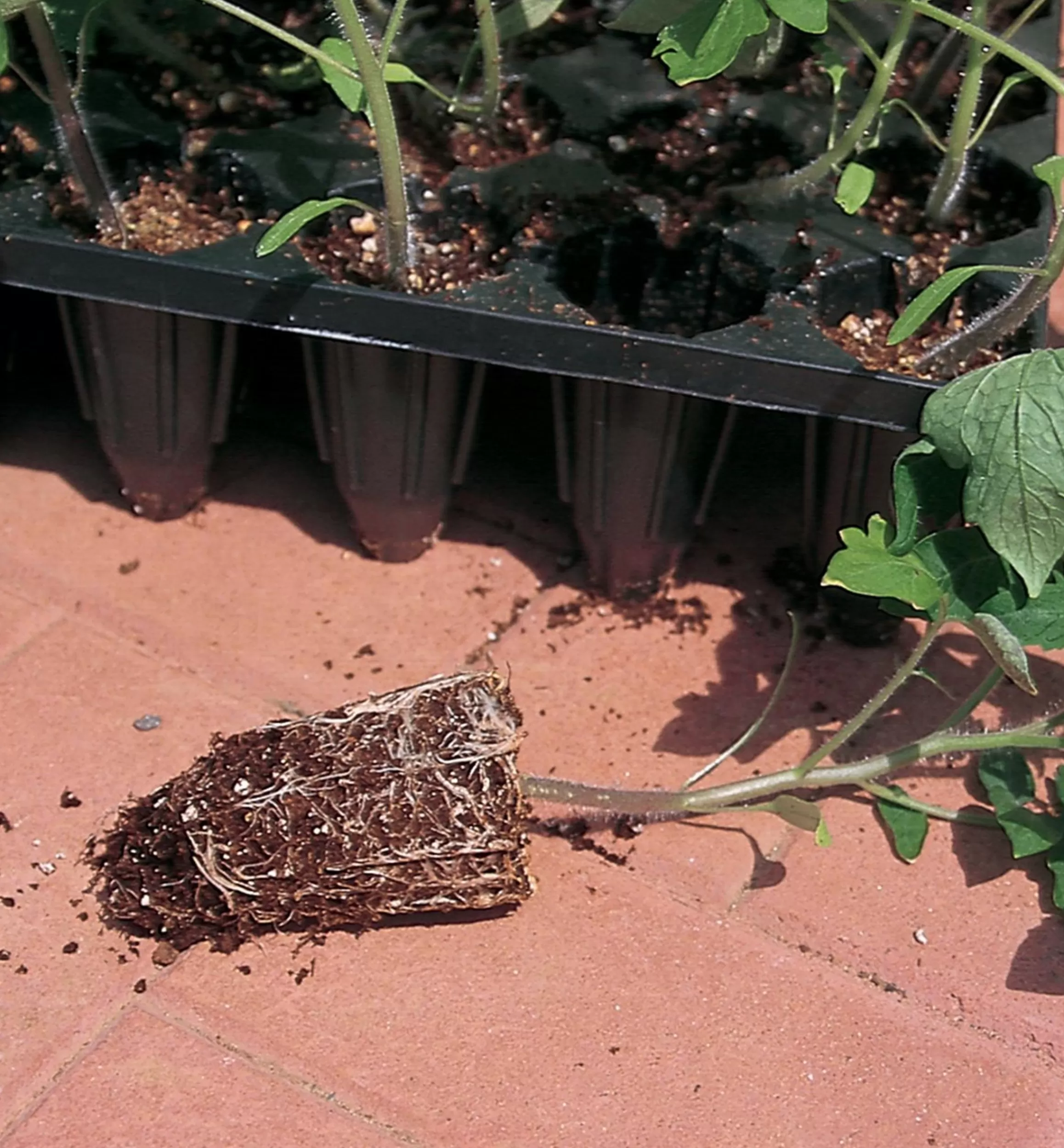 Lee Valley Deep-Root Seed Starters