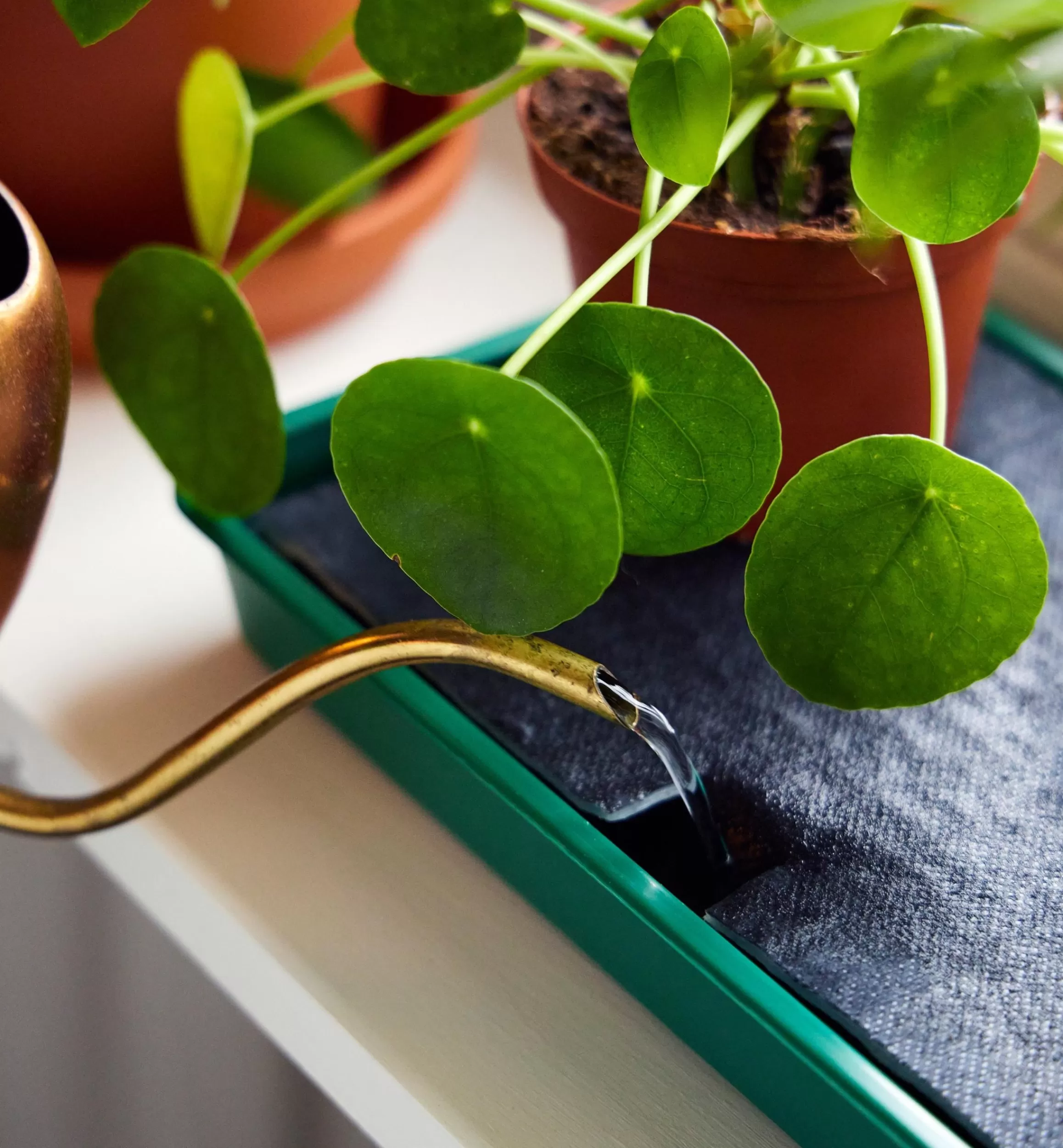 Lee Valley Self-Watering Windowsill Tray