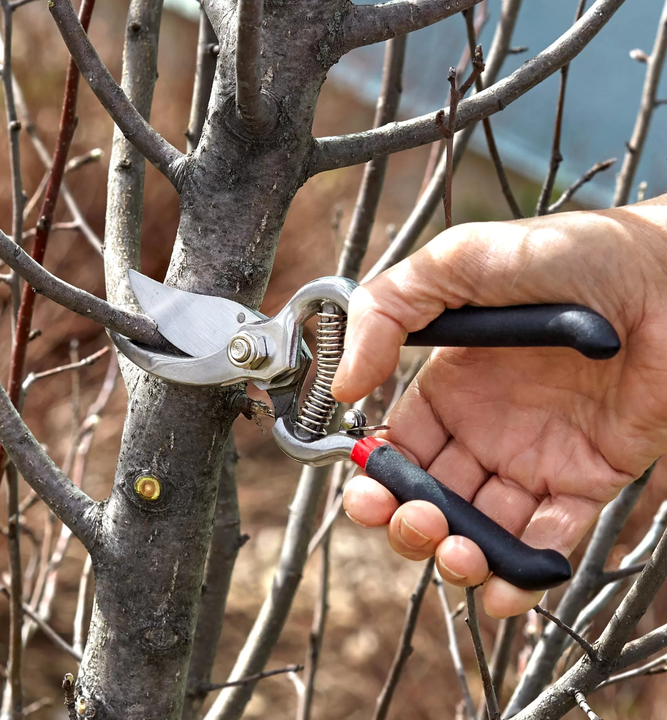 Lee Valley Stainless-Steel Bypass Pruner